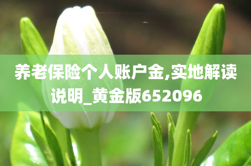 养老保险个人账户金,实地解读说明_黄金版652096