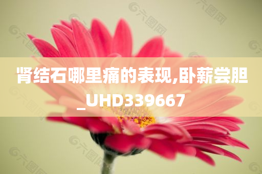 肾结石哪里痛的表现,卧薪尝胆_UHD339667