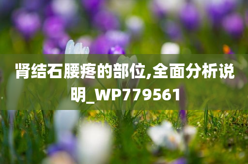 肾结石腰疼的部位,全面分析说明_WP779561